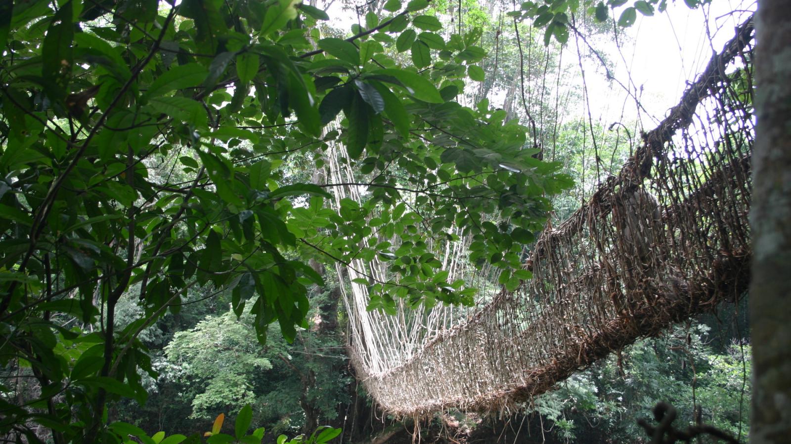 Pont de liane, Guinée Forestière