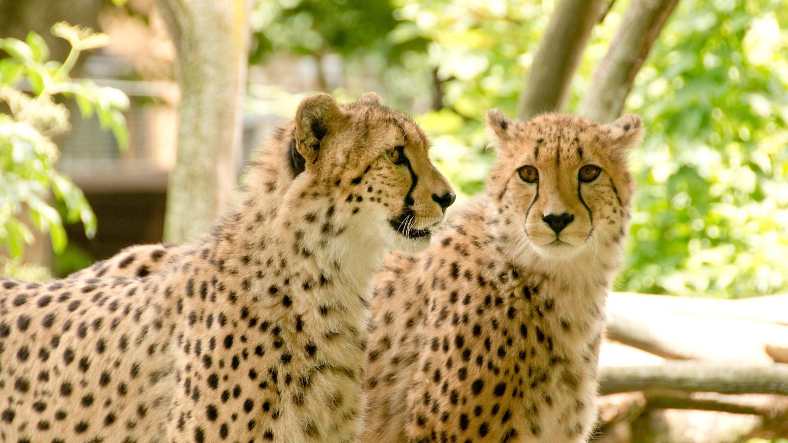 Emotion planet voyage découverte faune sauvage et des guépards
