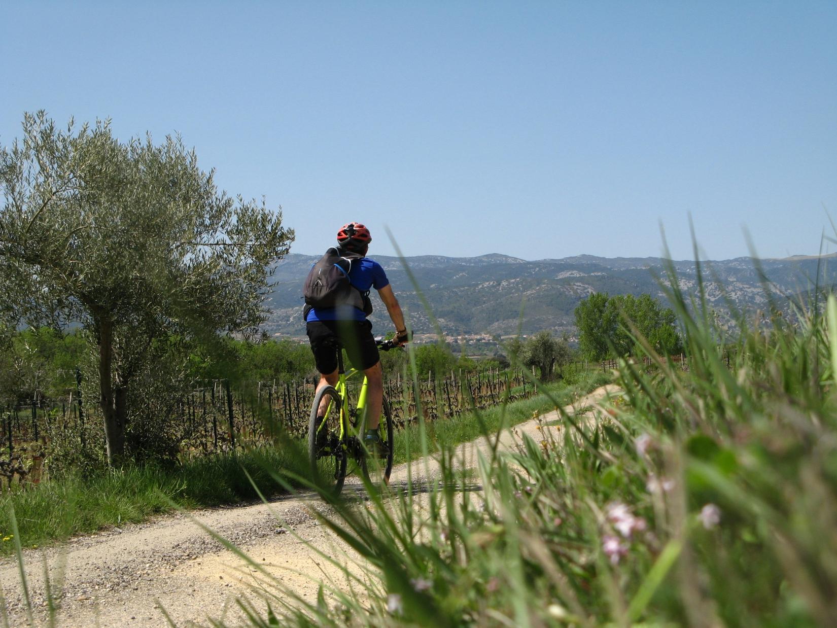 A la découverte des vins de la vallée de l'Hérault