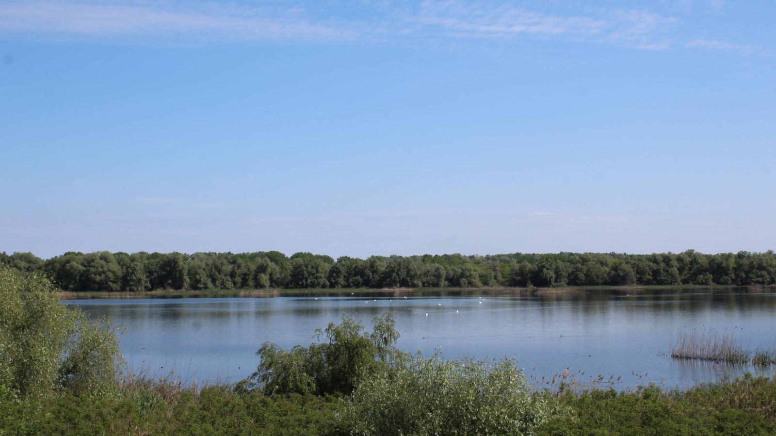 Danube Bulgarie Béléné oiseaux