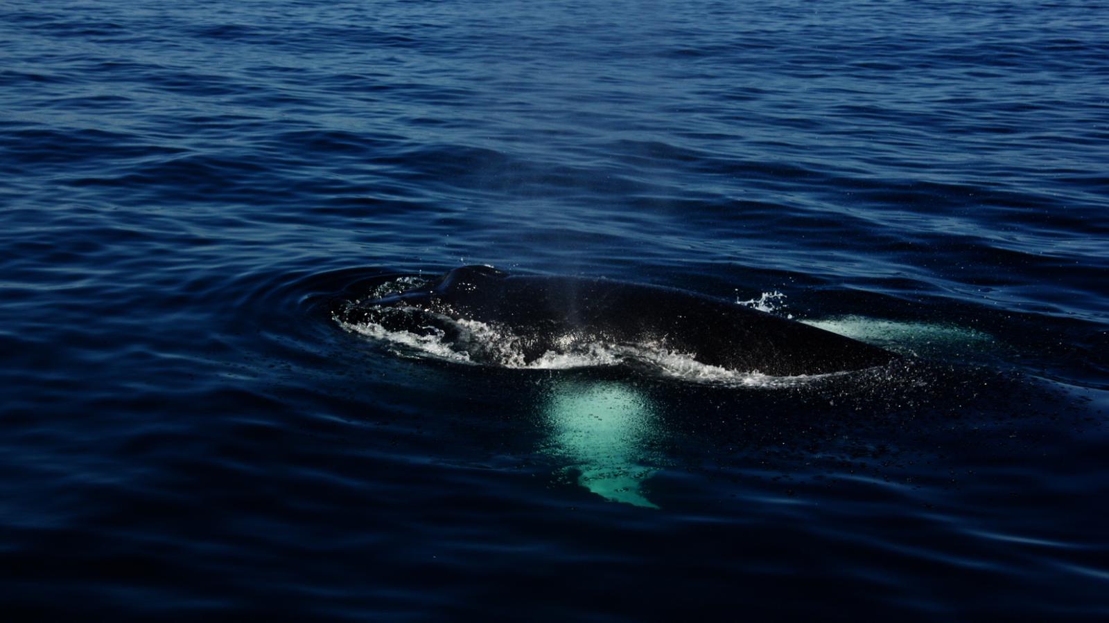 A la rencontre des baleines