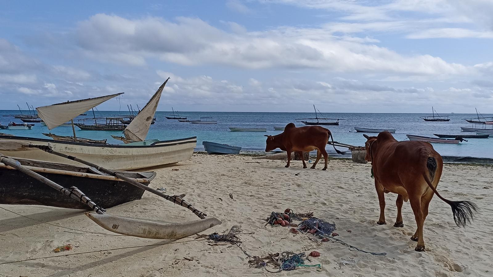Voyage à impact à Zanzibar