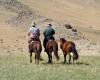 Cheval Mongolie