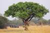 Emotion planet voyage insolite ethique afrique du sud volontariat guépard