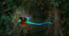 Quetzal