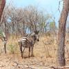 Safari à pied Afrique du Sud