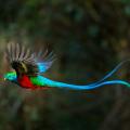Quetzal